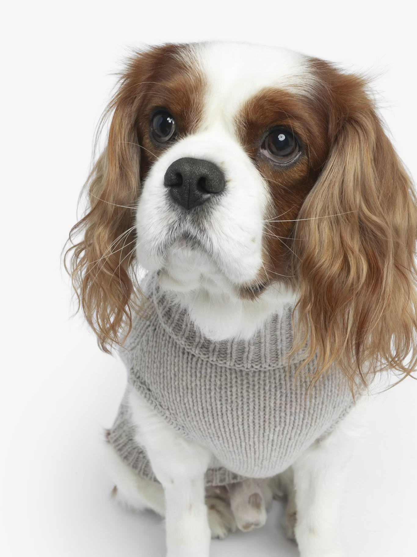 ZADOG WE SWEATER