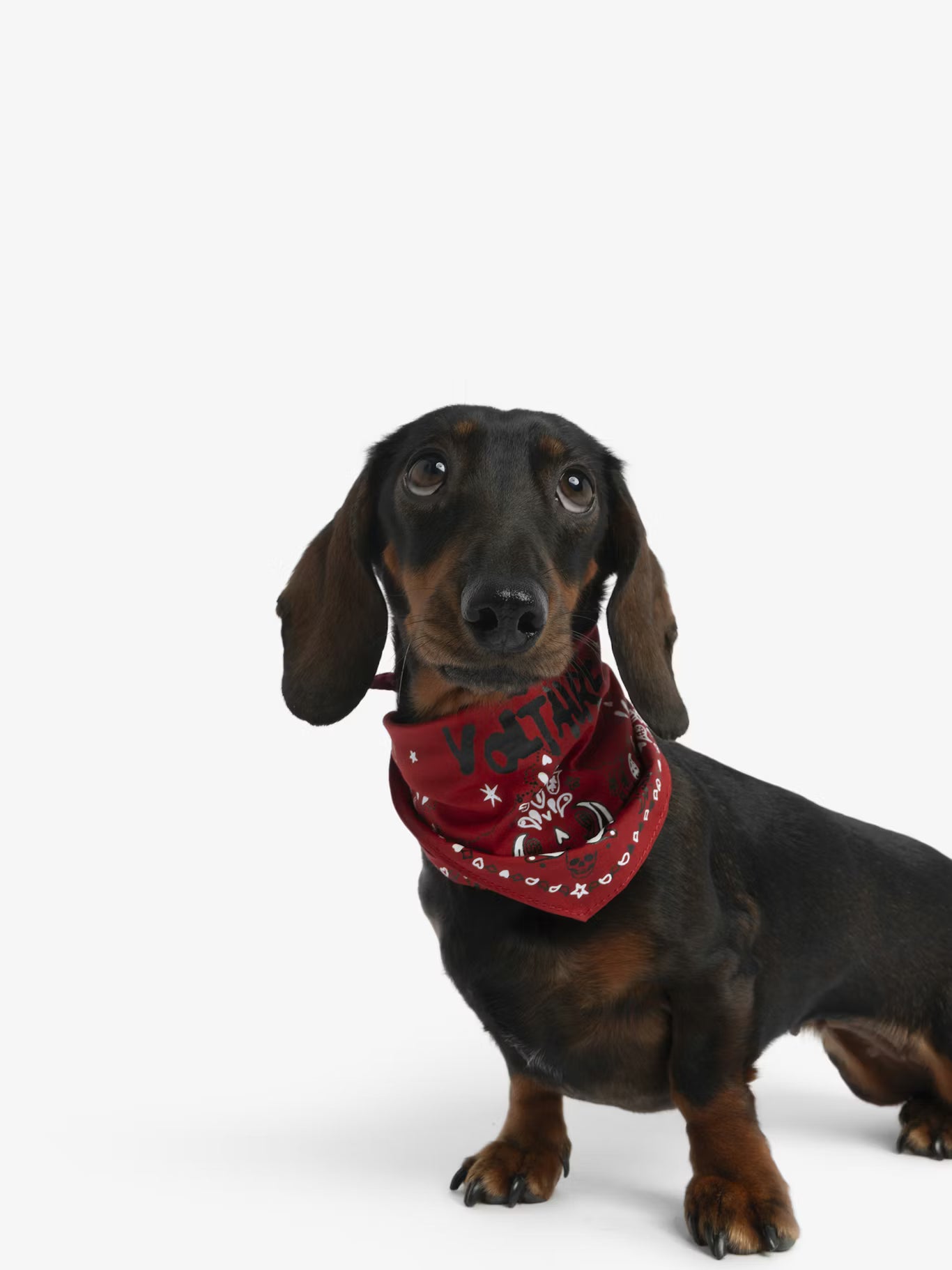 ZADOG BANDANA