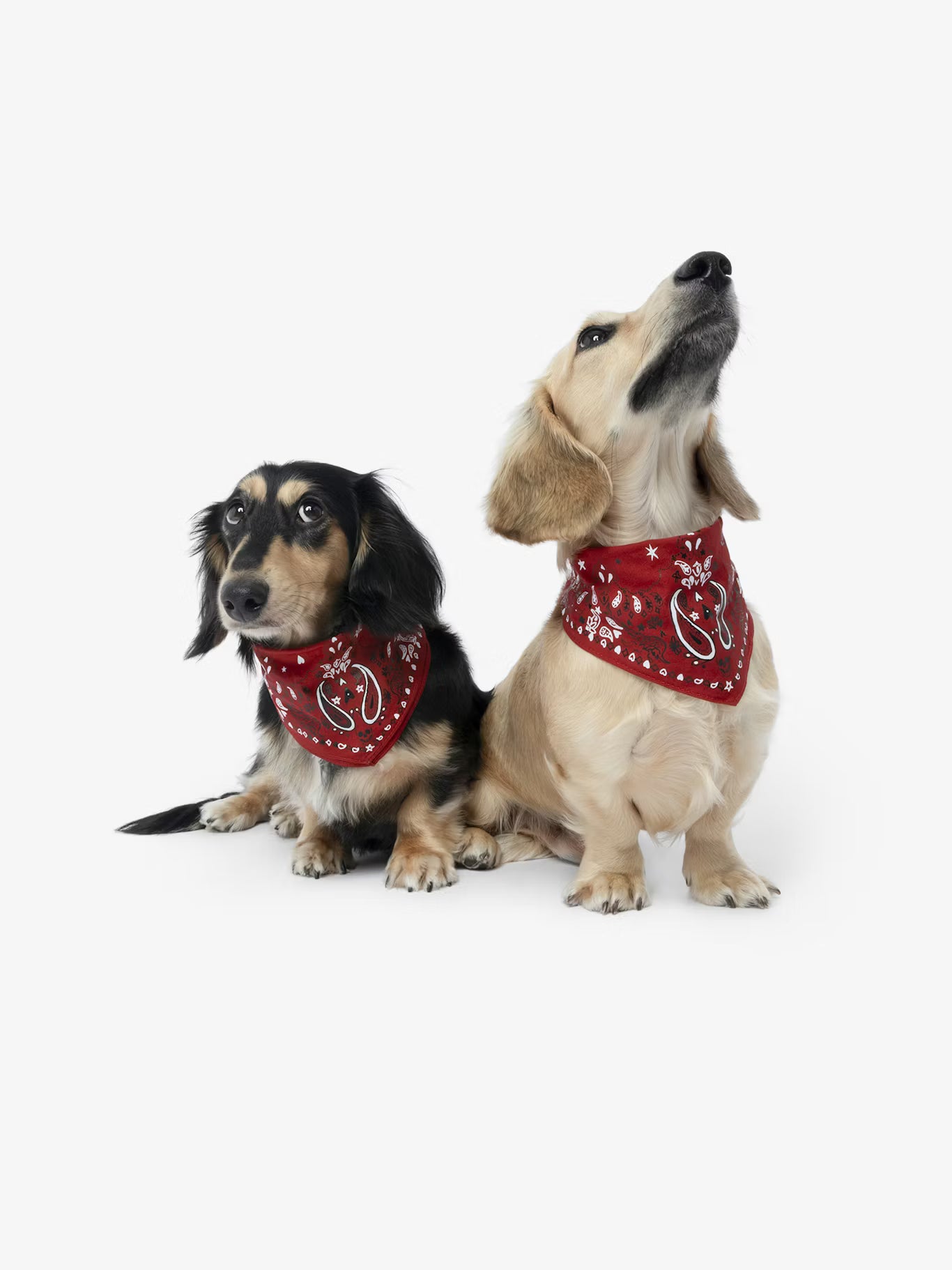 ZADOG BANDANA