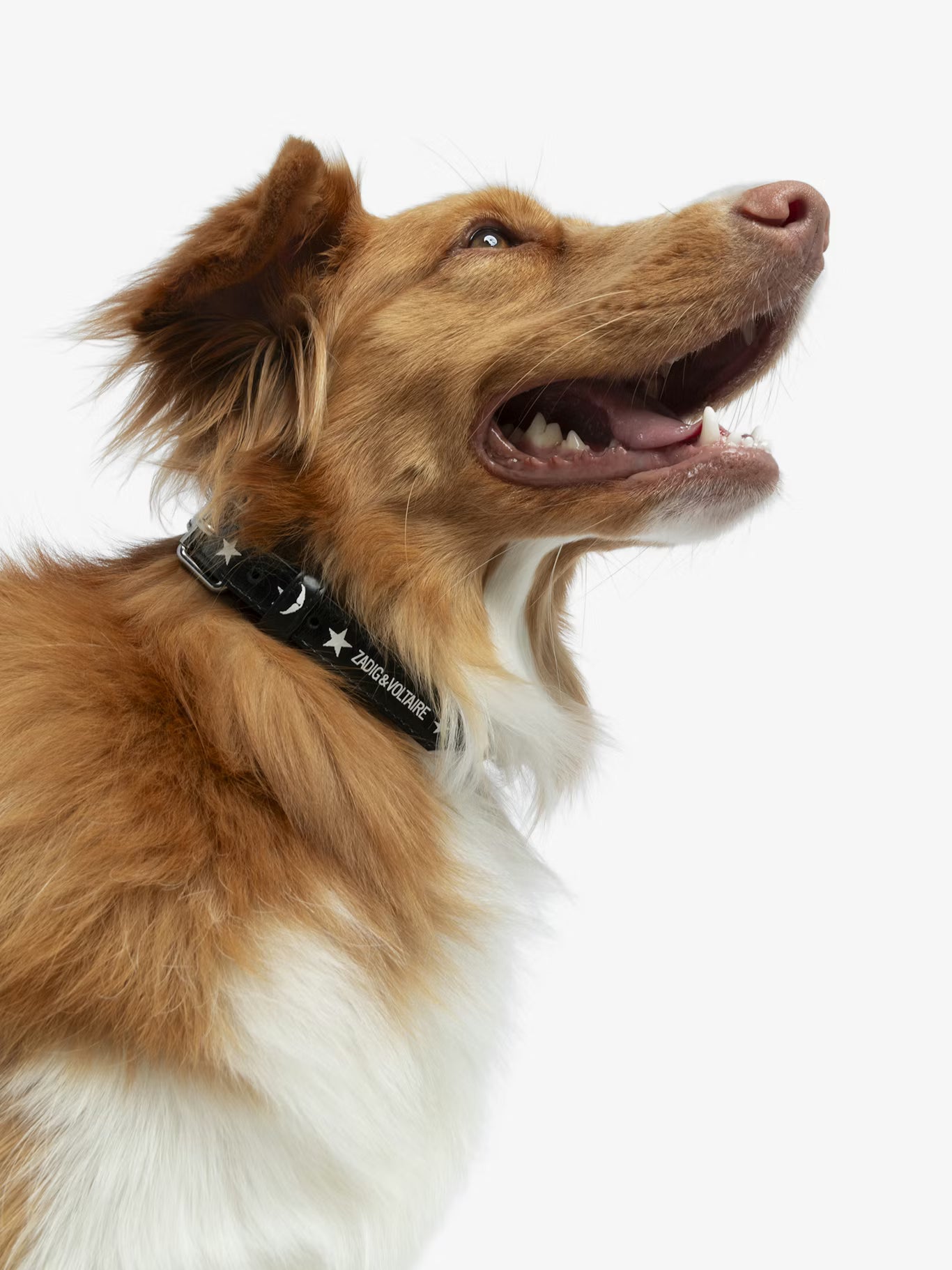 ZADOG COLLAR