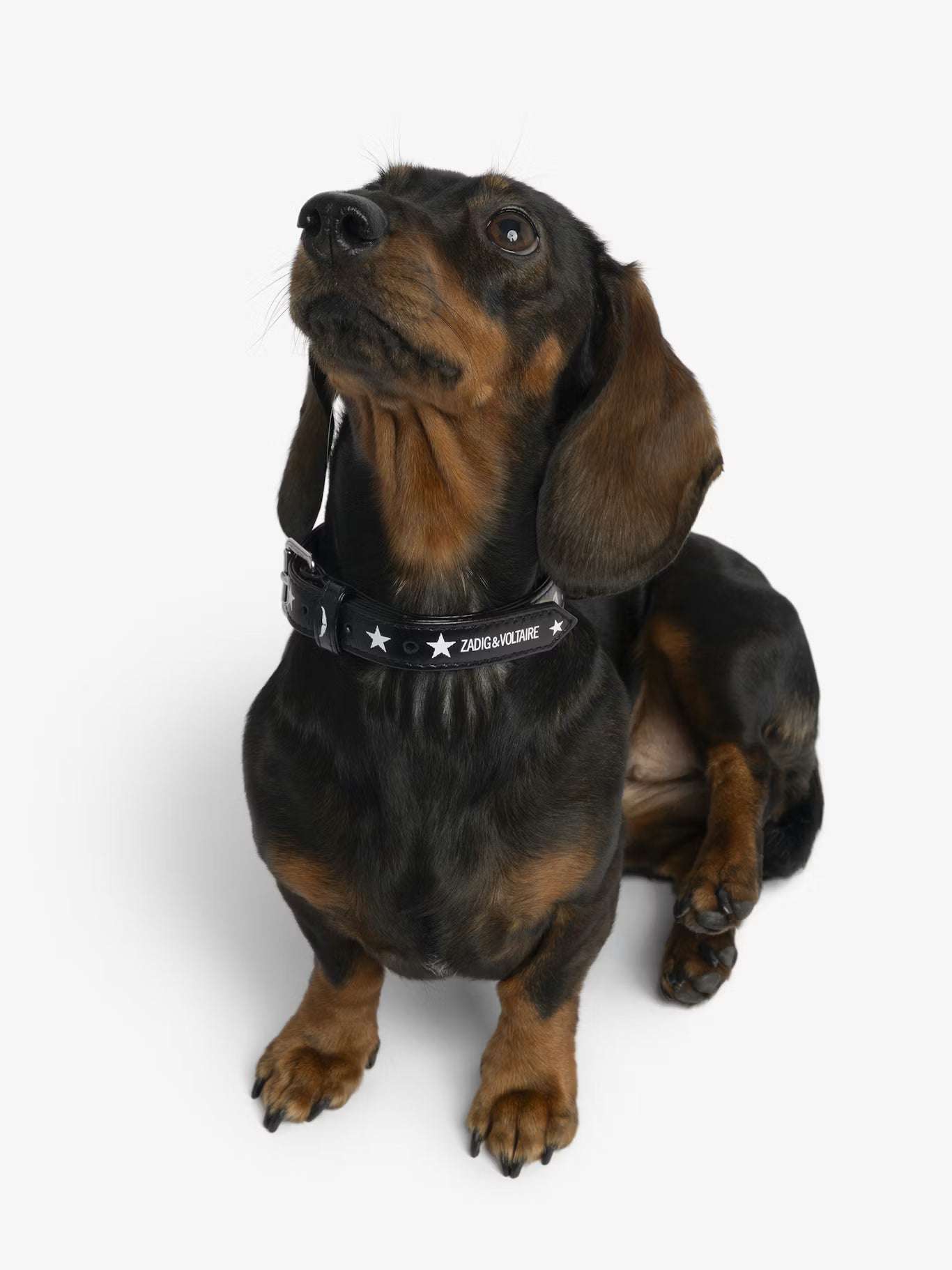 ZADOG COLLAR