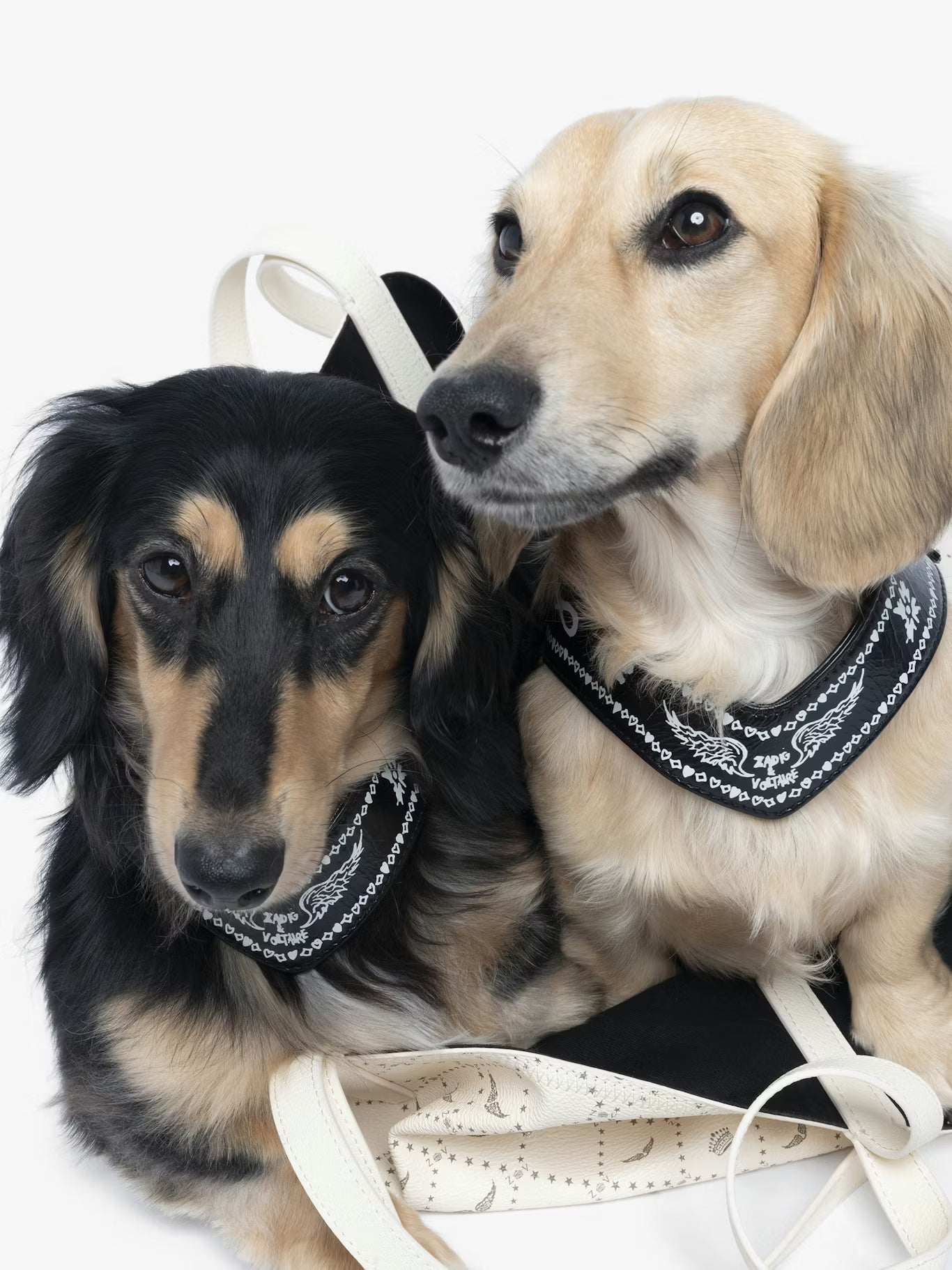 ZADOG HARNESS